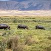 Nijlpaarden Ngorongoro crater